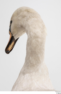 Mute swan head 0004.jpg